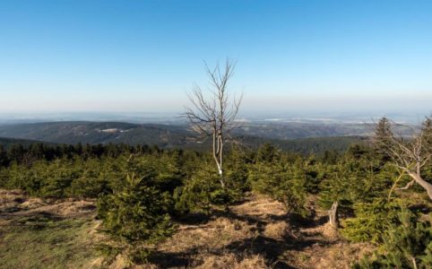 Bříza na Velké Deštné | Velká Deštná v dubnu