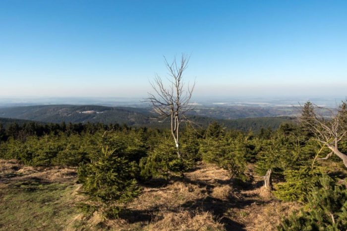 Bříza na Velké Deštné | Velká Deštná v dubnu