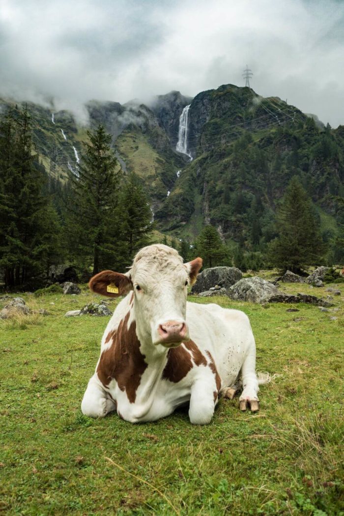 Kráva na Hintersee