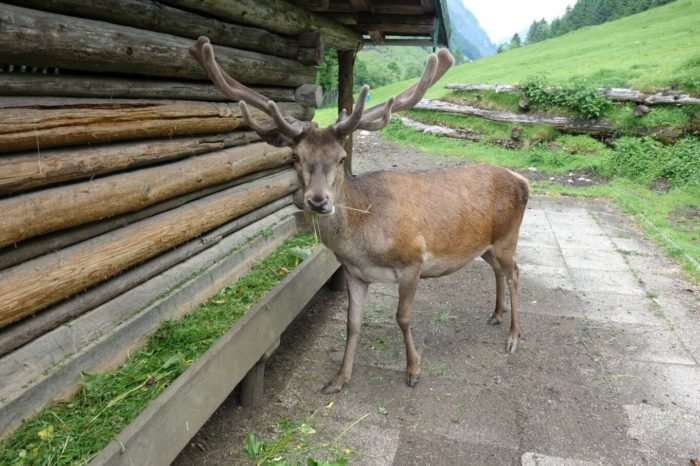Jelen - Ferleiten Wildpark