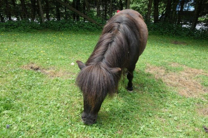 Poník - Ferleiten Wildpark