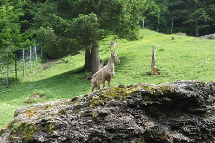 Ferleiten Wildpark