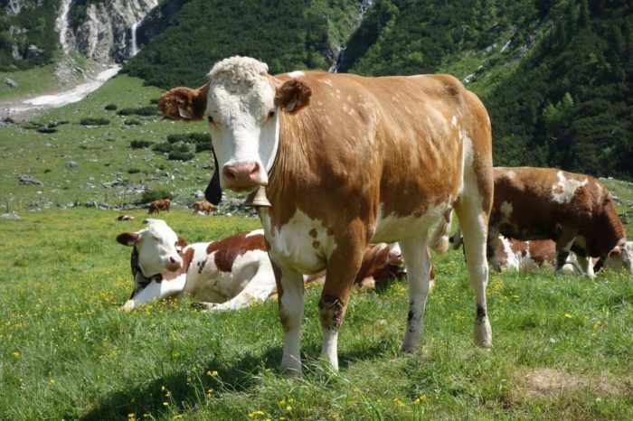 Krávy na Oberkrimml