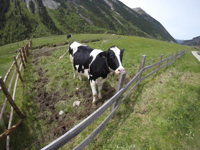 OberKrimml - kráva