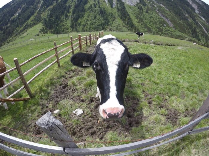Kráva - OberKrimml