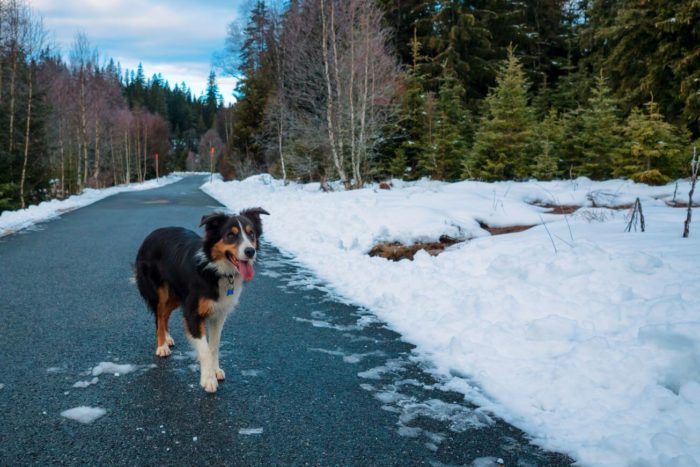 Pes Nessie na cestě na Tříjezerní slať