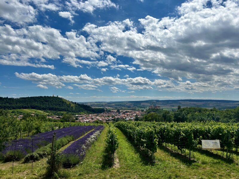 Vinice na Moravě